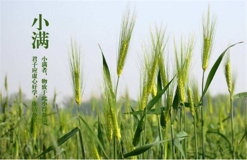 什么是二十四節(jié)氣“小滿”它的習俗又是什么？